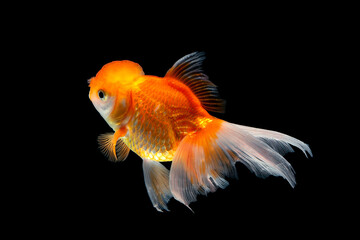 Goldfish isolated on black background. Oranda goldfish