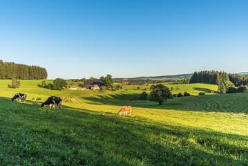 Rolling hills of the Black Forest with farmhouses and grazing cows in a green meadow, St. Maergen, Baden-Wuerttemberg, Germany