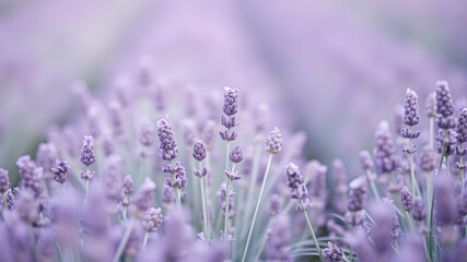 Naklejka premium Lavender Fields Pastel Delicate purples and greens blended into a pastel texture mimicking lavender fields. Generative AI