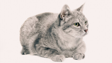silver tabby cat isolated on white background