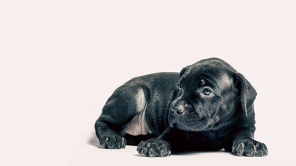 little puppy dog ​​of breed canecorso on a white background in isolation close up