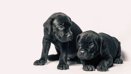 two identical twin puppies of breed canecorso on a white background