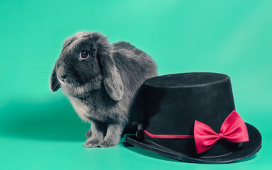 lop-eared dwarf rabbit next to a black cylinder hat on a green background