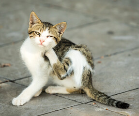 A cat is sitting on the ground and scratching itself