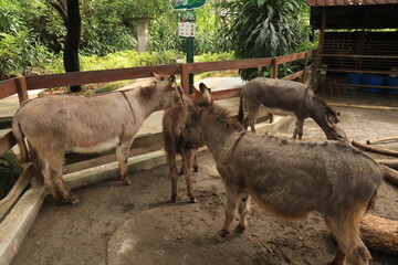 group of donkeys