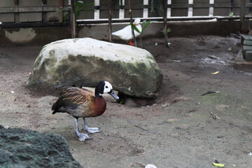 duck walking in the zoo