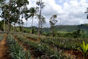 pinepple  plantation