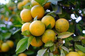 A bunch of oranges on the tree. Farming concept