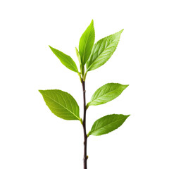 Obraz premium Fresh green leaves on a slender branch