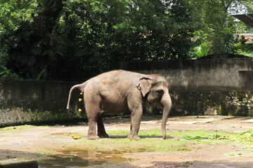 Fototapeta premium elephant defecating