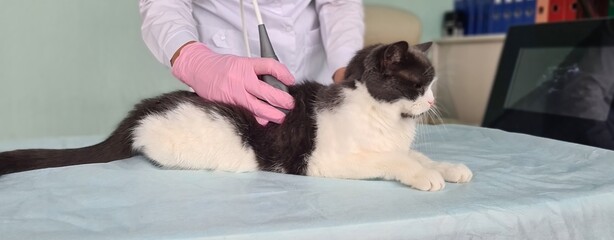 Veterinarian conducts ultrasound examination of internal organs of cat in veterinary clinic