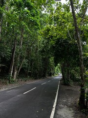 Obraz premium road in the woods