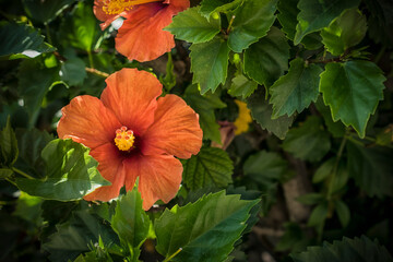 A closeup of a beautiful orange hibiscus flower in a garden