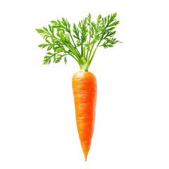 Fresh organic carrot with vibrant green leaves