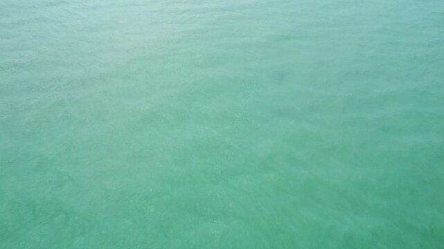Drone shot of the turquoise and crystal clear waters of Holbox Island, group of dolphins standing out as they swim freely