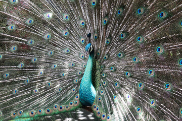 Naklejka premium close up picture of male peacock spreads his feather