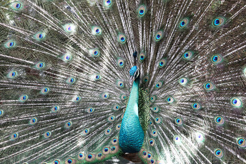 Fototapeta premium close up picture of male peacock spreads his feather