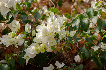 White Bougainvillea. Bougainvillea flowers blooming on a bush