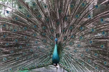 Obraz premium close up picture of male peacock spreads his feather