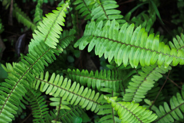 top view of fern