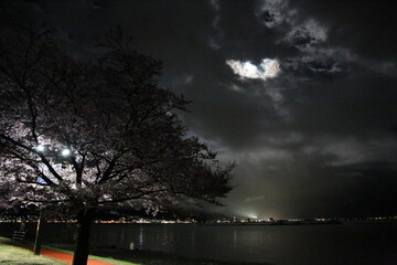 長野県諏訪湖の夜桜