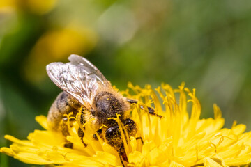 Honey bee covered with yellow pollen collecting nectar from dandelion flower.