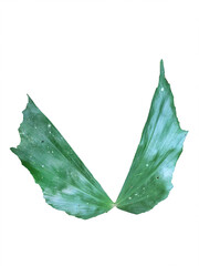 leaf isolated on white background