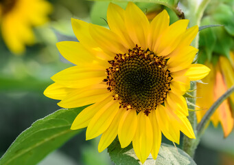 Piękny zolty kwiat słonecznik ozdobny z bliska, piękno natury tło makro © Paweł Kacperek