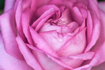 Kwiatowe tło, delikatność jasnorozowej róży w zbliżeniu makro © Paweł Kacperek