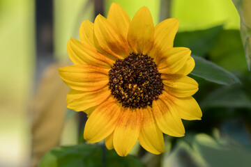 Sunflower słonecznik ozdobny z bliska, radosna tapeta © Paweł Kacperek