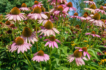 Pięknie kwitnąca latem jeżówka, masywny kwiat z kolorowymi płatkami, letni kwiatowy ogród  © Paweł Kacperek