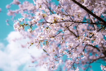 長野県茅野市のキレイに咲いた桜