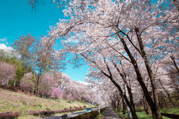 長野県茅野市キレイな公園の桜と空