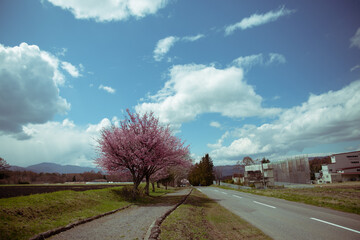 長野県茅野市の山の桜と空