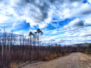 Burnt forest landscape after wildfire with blue sky and scattered clouds