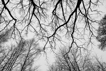 Black and white trees silhouettes on sky background. Trees crown. View from below on tree branches...