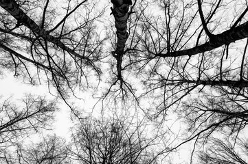 Black and white trees silhouettes on sky background. Trees crown. View from below on tree branches in winter. Forest pattern texture.