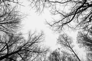 Black and white trees silhouettes on sky background. Trees crown. View from below on tree branches in winter. Forest pattern texture.
