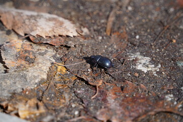black beetle on a stone in the forest