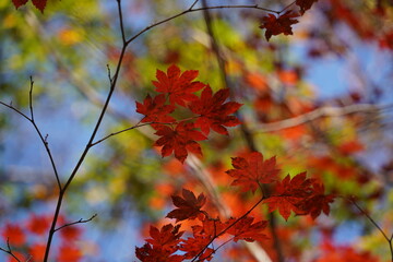 Maple leaves in autumn, close-up, selective focus.