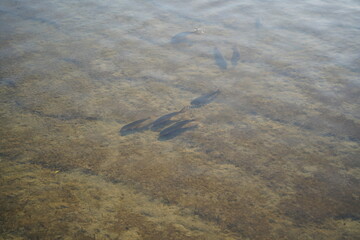 Fish swimming in the water of the lake, closeup of photo