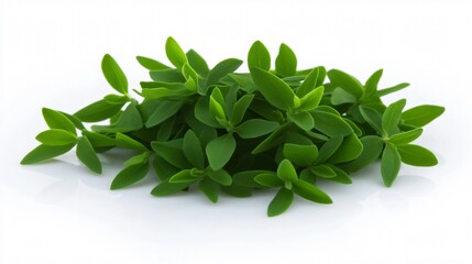 Fresh Green Leaves: A Botanical Close-Up on Nature's Purity