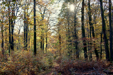 Sonne scheint durch Bäume im Herbst im Wald im Nationalpark Hunsrück-Hochwald bei Otzenhausen. Aussicht vom Premium-Wanderweg Traumschleife Dollbergschleife
