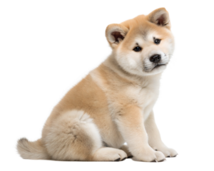 Akita puppy isolated on white background. Cute Akita puppy sitting and looking at camera on white background