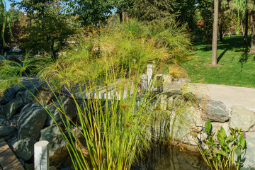 Cyperus papyrus, papyrus sedge, paper reed, Indian matting plant, or Nile grass in Japanese garden....