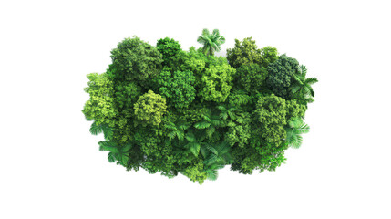 Fototapeta premium Lush Green Forest Canopy from Above with Diverse Tree Species