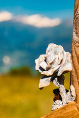 Details of a stone rose at Mount Goldried, Matrei, Eastern Tyrol, Austria
