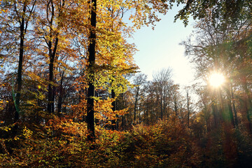 Sonnenuntergang im Herbst im Wald im Nationalpark Hunsrück-Hochwald bei Otzenhausen. Aussicht vom Premium-Wanderweg Traumschleife Dollbergschleife.