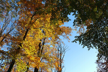 Baumkronen mit goldenen Blättern vor blauem Himmel im Herbst im Nationalpark Hunsrück-Hochwald bei Otzenhausen. Aussicht vom Premium-Wanderweg Traumschleife Dollbergschleife.