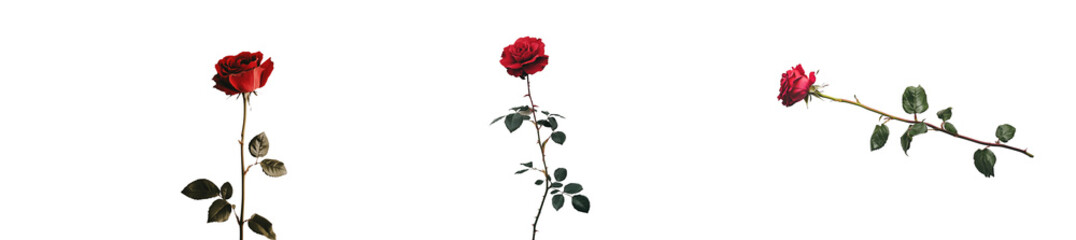 Fototapeta premium Set of a, single red rose, isolated on a transparent background.